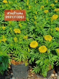  ต้นดาวเรือง จำหน่ายส่ง | สวนลุงดำพันธุ์ไม้ -  นครนายก