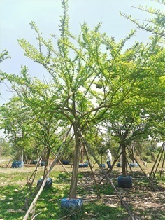  ต้นน้ำเต้าอินเดีย หน้า 3-4 สูง 3-4 เมตร | สวนลุงดำพันธุ์ไม้ -  นครนายก
