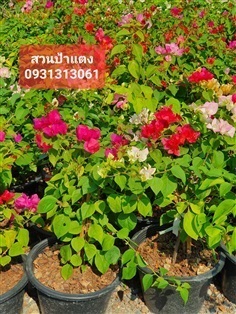  ต้นเฟื่องฟ้า กระถาง 8-11 จัดส่งต้นไม้ จัดสวน | สวนลุงดำพันธุ์ไม้ -  นครนายก