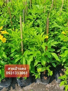  ต้นทองอุไร สูง 30 ซม. | สวนลุงดำพันธุ์ไม้ -  นครนายก