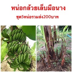 กล้วยเล็บมือนาง  หน่อกล้วยเล็บมือนาง | วรรณพันธุ์ไม้ - เมืองตรัง ตรัง