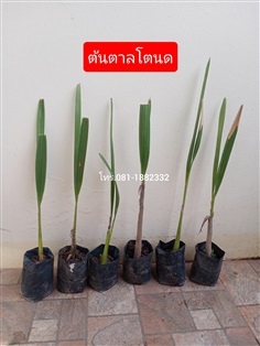 ต้นตาลโตนด