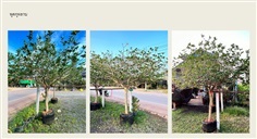 ต้นพุดกุหลาบ | สวนสุวนันท์ ไม้ล้อม  -  สระบุรี