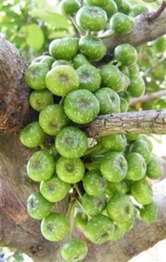 มะเดื่อชุมพร | สวนพิจิตรา พันธุ์ไม้ (ปราจีนบุรี) - เมืองปราจีนบุรี ปราจีนบุรี