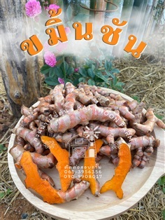 ขมิ้น หรือ ขมิ้นชัน ชื่อสามัญ Turmeric