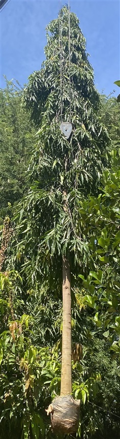 ต้นอโศกอินเดีย | สมบูรณ์พันธุ์ไม้ - เมืองลพบุรี ลพบุรี