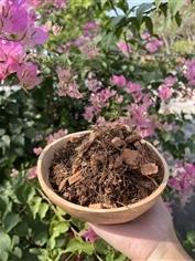 POTTING SOIL ดินเฟื่องฟ้า ดินปลูกเฟื่องฟ้า | Alungkarn - เมืองราชบุรี ราชบุรี