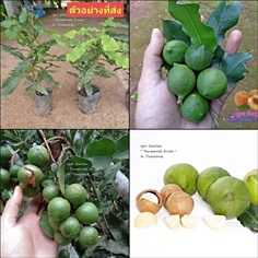 (1ต้น) ต้น แมคาเดเมีย Macadamia  | Shopping by lewat - เมืองมหาสารคาม มหาสารคาม