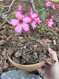 POTTING SOIL ดินชวนชม ดินปลูกชวนชม | Alungkarn - เมืองราชบุรี ราชบุรี