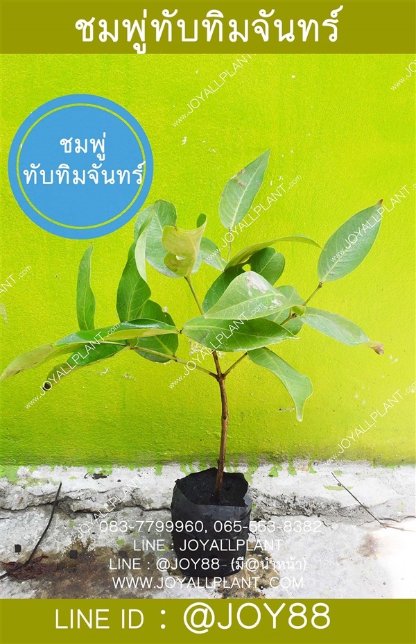 ต้นกล้าชมพู่ทับทิมจันทร์ ปลีก-ส่ง ทั่วประเทศ