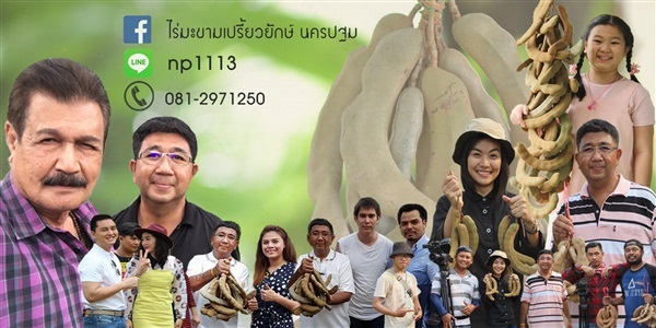 มะขามเปรี้ยว  | ploynp - เมืองนครปฐม นครปฐม