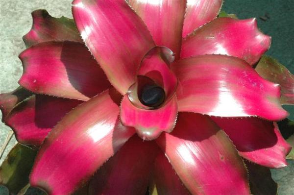 Neolegelia Lila | Palladgarden Bromeliads - แม่ริม เชียงใหม่