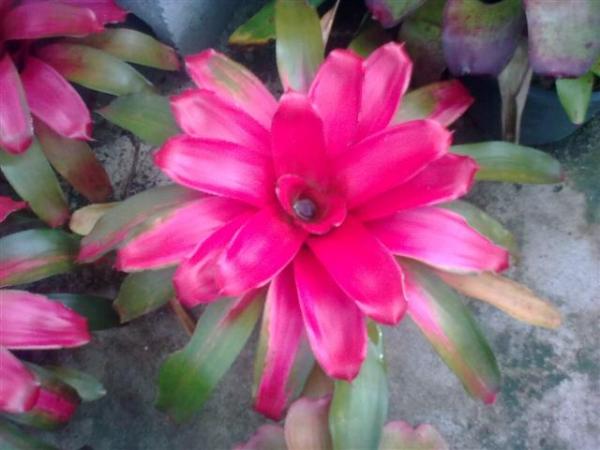 Neolegelia Grace | Palladgarden Bromeliads - แม่ริม เชียงใหม่