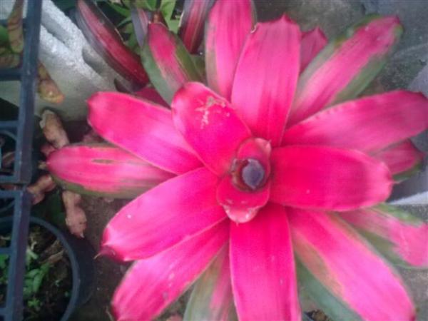 Neolegelia Scarlet Charlotte | Palladgarden Bromeliads - แม่ริม เชียงใหม่