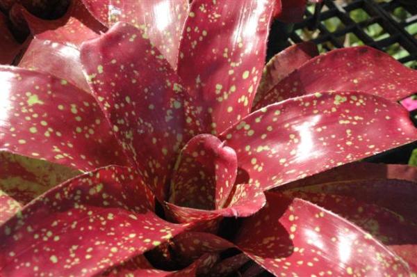 Neolegelia Bobby Dazzler | Palladgarden Bromeliads - แม่ริม เชียงใหม่