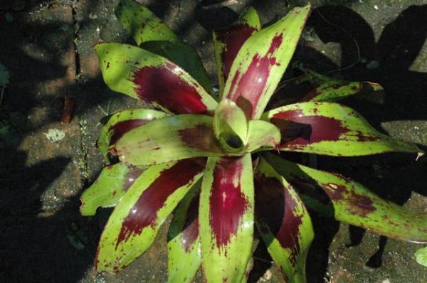 Neolegelia Painted Delight | Palladgarden Bromeliads - แม่ริม เชียงใหม่