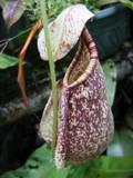 N.rafflesiana[penang] | exoflora - จตุจักร กรุงเทพมหานคร