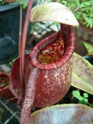 N.viking x rafflesiana | exoflora - จตุจักร กรุงเทพมหานคร