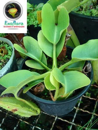 N.truncata | exoflora - จตุจักร กรุงเทพมหานคร