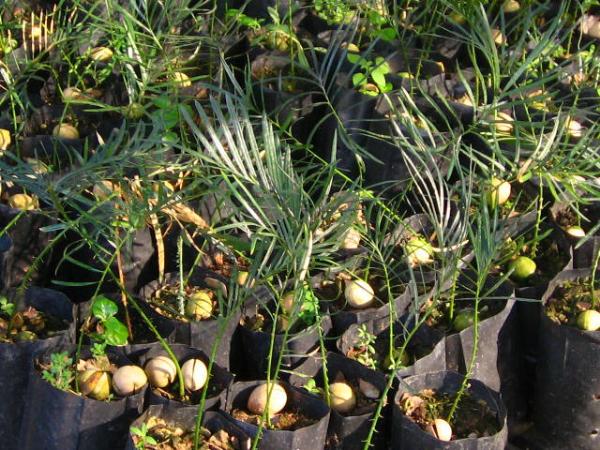 Cycas cairnsiana seedling