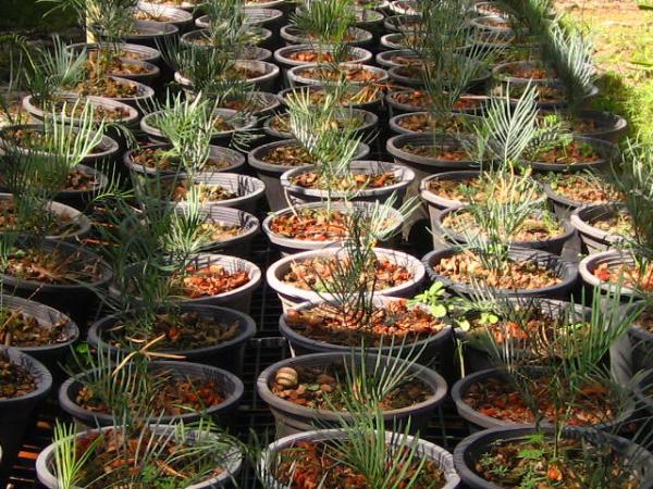 Cycas cairnsiana