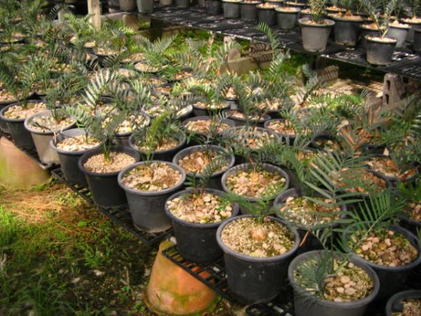 Encephalartos Horridus | บางกอกปาล์ม  - คลองหลวง ปทุมธานี