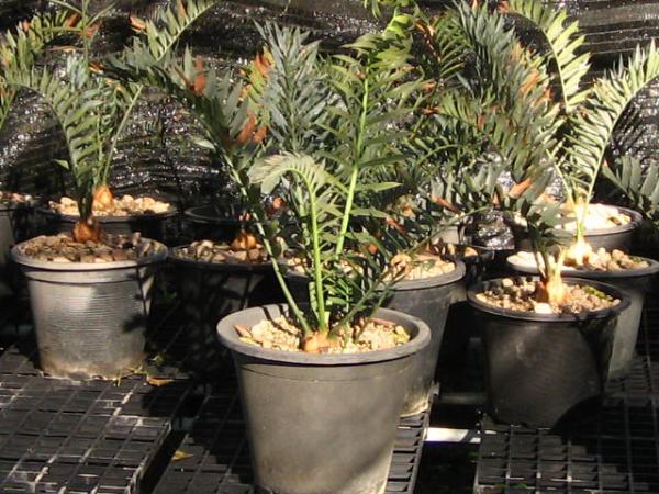 Encephalartos Horridus (2) | บางกอกปาล์ม  - คลองหลวง ปทุมธานี