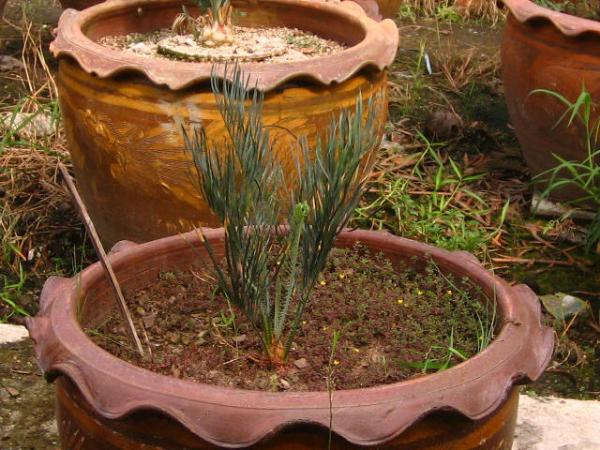 Cycas cairnsiana | บางกอกปาล์ม  - คลองหลวง ปทุมธานี