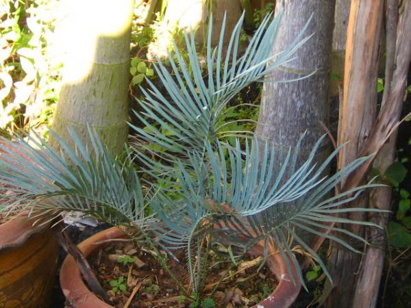 Cycas cairnsiana