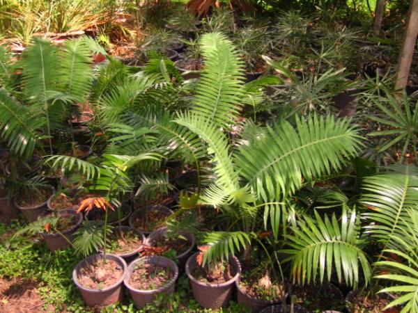 Dioon spinolosum | บางกอกปาล์ม  - คลองหลวง ปทุมธานี