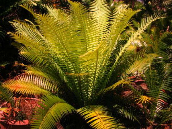 Dioon spinolosum | บางกอกปาล์ม  - คลองหลวง ปทุมธานี