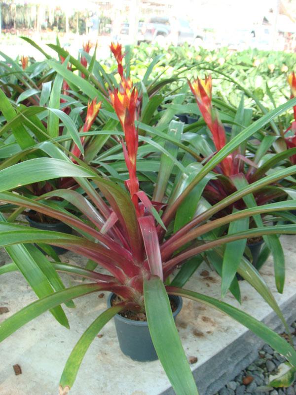 ทิวแลนเซีย หรือ สับปะรดสี (Bromeliads, Tillandsia)