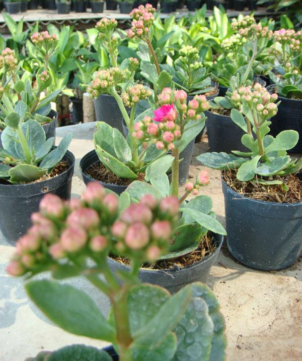 กุหลาบหิน (Kalanchoe blossfeldiana Poellnitz.) | ร้านไผ่เงินเจริญทรัพย์ -  นครนายก