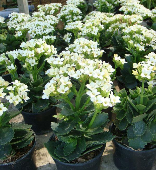 กุหลาบหินสีขาว (Kalanchoe blossfeldiana Poellnitz)