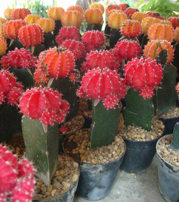 ตะบองเพชรหัวสี (cactus) | ร้านไผ่เงินเจริญทรัพย์ -  นครนายก