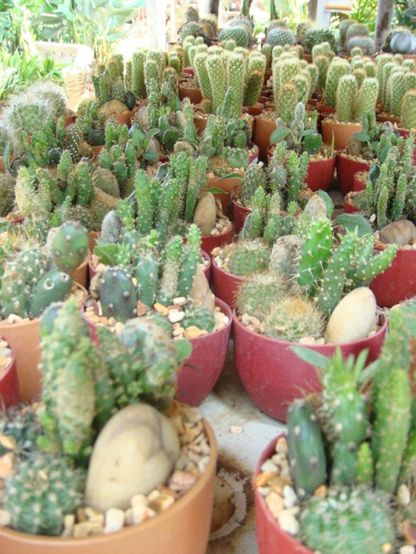 สวนถาดตะบองเพชร (cactus) | ร้านไผ่เงินเจริญทรัพย์ -  นครนายก