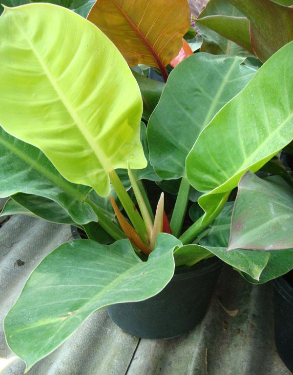 ต้นมูนไลท์ (Philodendron Moonlight)