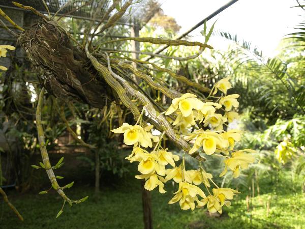 เหลืองจันทร | เขาชะเมา - ท่าใหม่ จันทบุรี