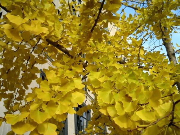 ต้นแปะก๊วย (Ginkgo Biloba) | สวนมิตร - เมืองเชียงใหม่ เชียงใหม่