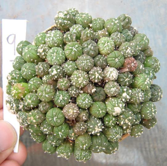 Astrophytum asterias 