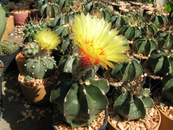 Astrophytum capricorne