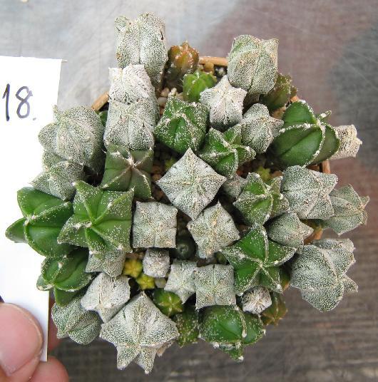 Astrophytum myriostigma