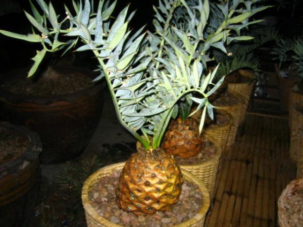 Encephalartos Horridus