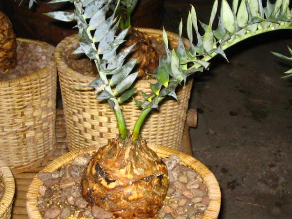 Encephalartos Horridus | บางกอกปาล์ม  - คลองหลวง ปทุมธานี