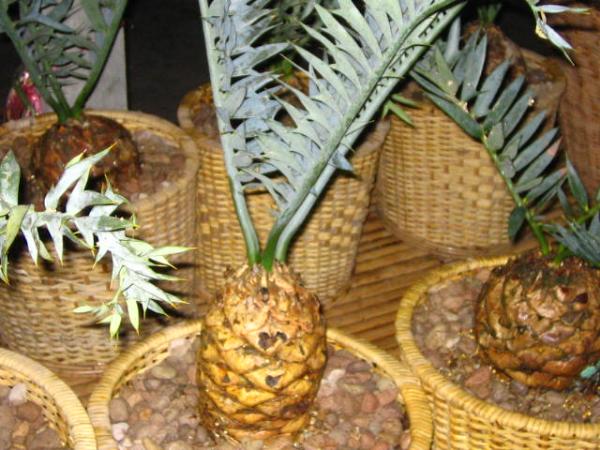 Encephalartos Horridus | บางกอกปาล์ม  - คลองหลวง ปทุมธานี