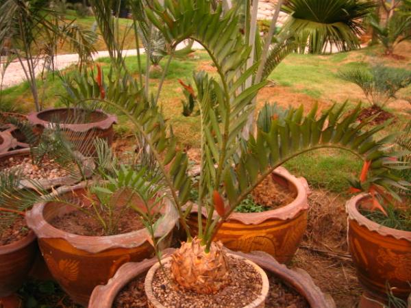 Encephalartos Latifrons | บางกอกปาล์ม  - คลองหลวง ปทุมธานี