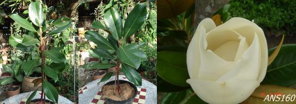 Magnolia grandiflora | ปฏิพัทธ์พฤกษา - เมืองลำปาง ลำปาง