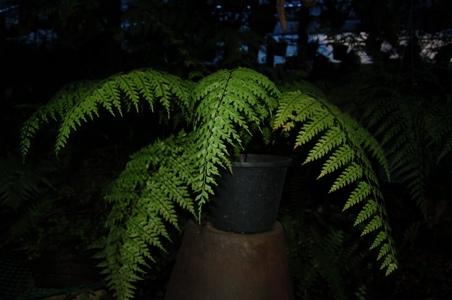 ข้าหลวงก้านดำ Asplenium confusum Tardien & Ching | รัง.muangsiri - เมืองชุมพร ชุมพร