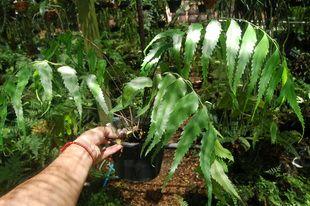 ข้าหลวงก้านดำใบเคียว Asplenium falcatum Lam.  | รัง.muangsiri - เมืองชุมพร ชุมพร