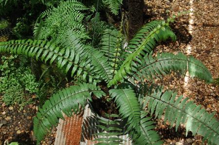 เฟินใบมะขามก้านดำ  (Asplenium crinicaule Hance) | รัง.muangsiri - เมืองชุมพร ชุมพร